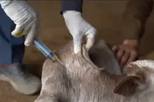 Important Vaccinations